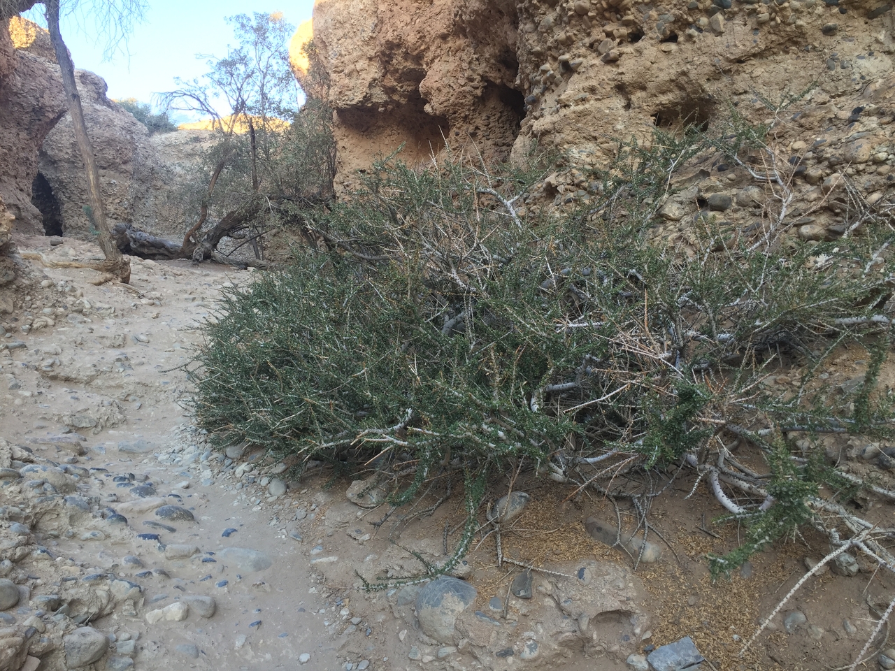 [14165] 2016_06_24_16_39_06_Africa_iPhone_6_IMG_8103_03017.jpg