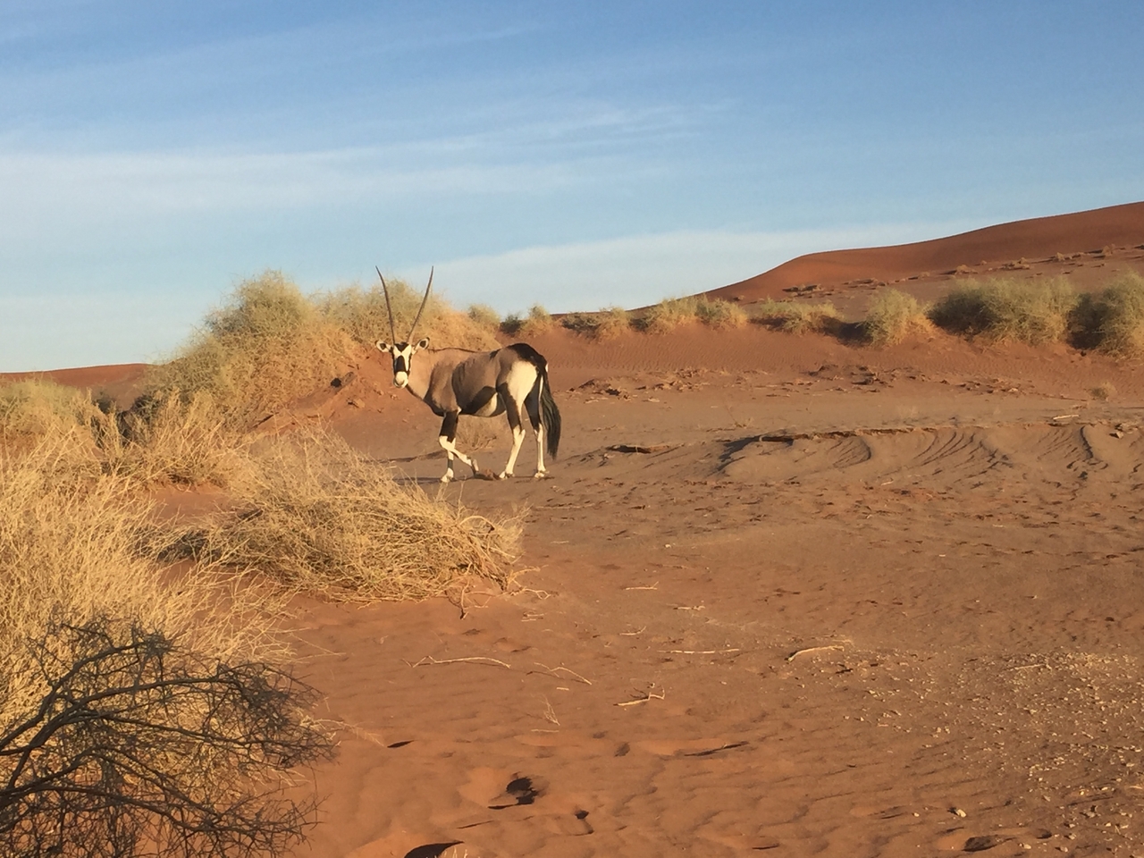 [15523] 2016_06_25_07_29_14_Africa_iPhone_6_IMG_8170_00741.jpg