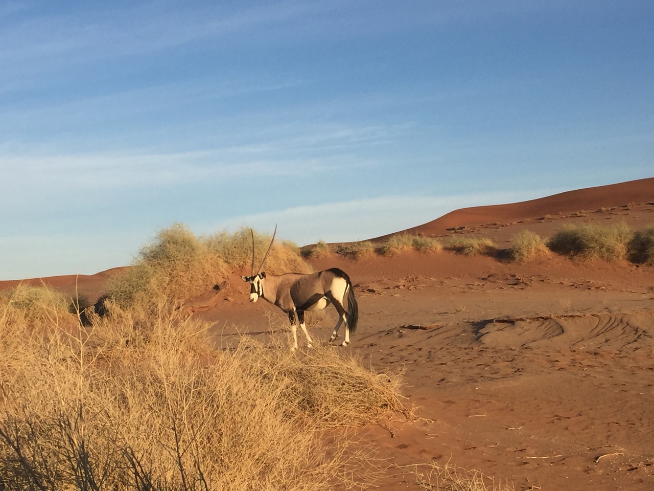 [15526] 2016_06_25_07_29_15_Africa_iPhone_6_IMG_8171_00742.jpg