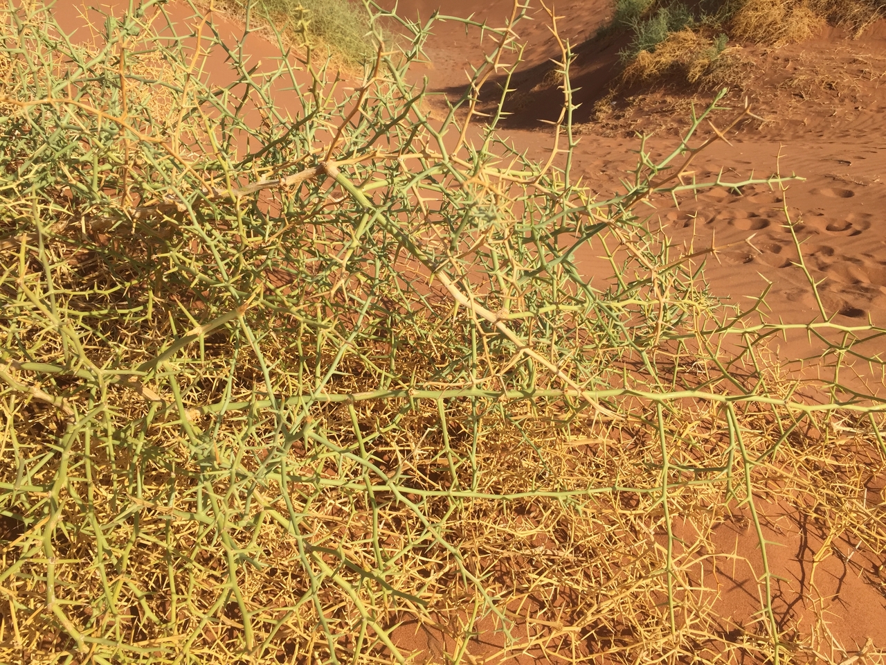 [15768] 2016_06_25_08_56_00_Africa_iPhone_6_IMG_8249_03146.jpg