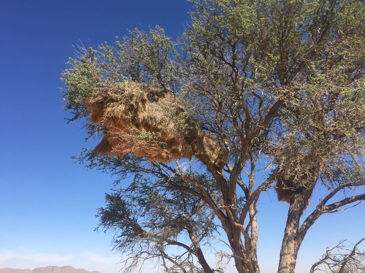 [16480] 2016_06_26_11_17_33_Africa_iPhone_6_IMG_8364_03253.jpg