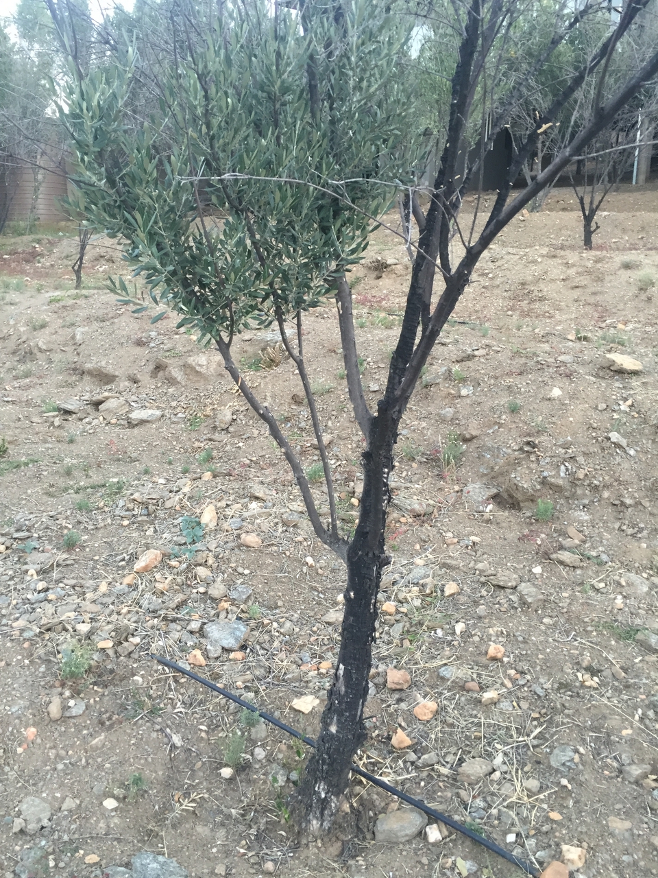 [16656] 2016_06_26_17_14_57_Africa_iPhone_6_IMG_8386_03270.jpg