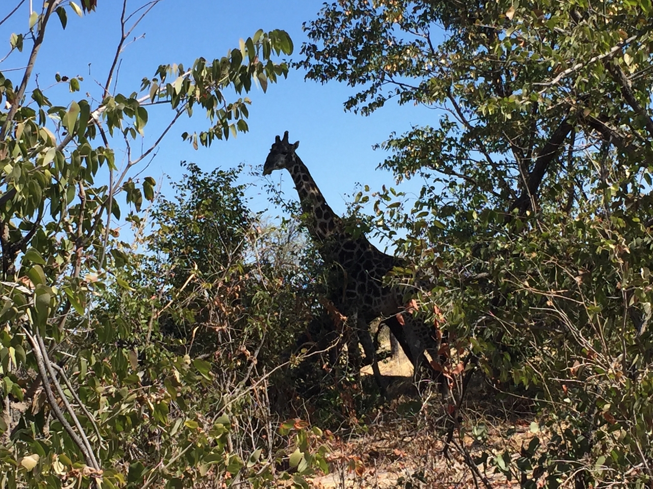 [17197] 2016_06_27_13_40_32_Africa_iPhone_6_IMG_8420_00960.jpg