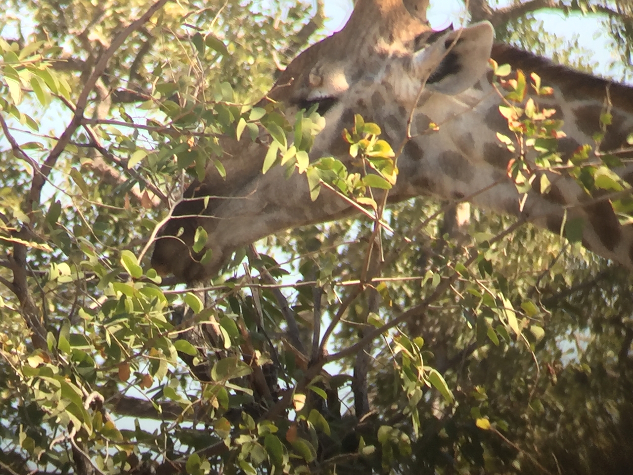 [17271] 2016_06_27_13_55_44_Africa_iPhone_6_IMG_8445_00403.jpg