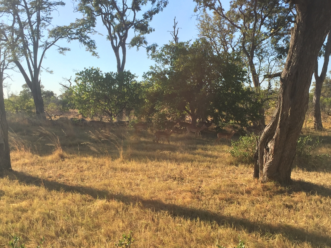 [17303] 2016_06_27_16_43_33_Africa_iPhone_6_IMG_8451_03332.jpg