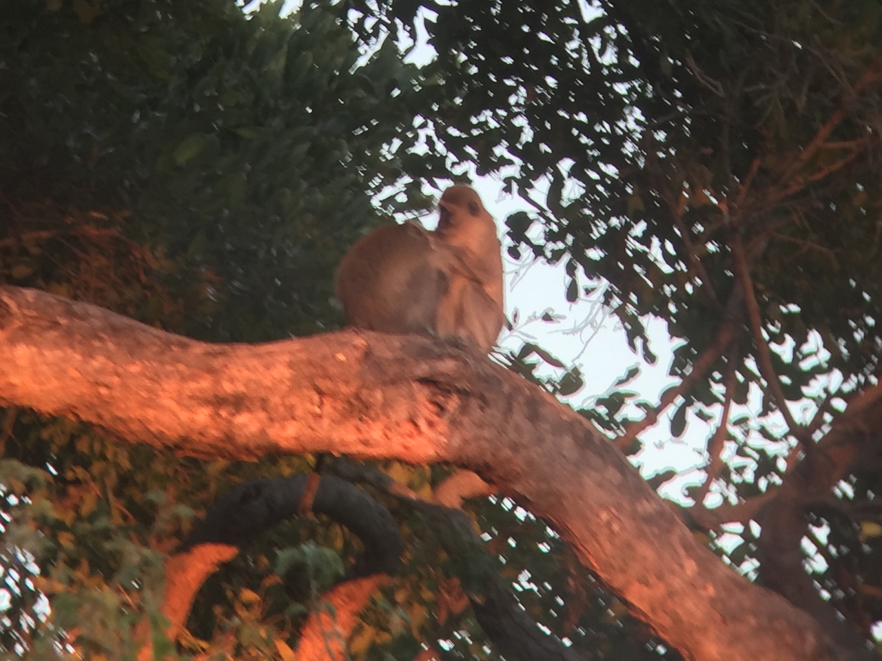 [19803] 2016_06_28_07_07_32_Africa_iPhone_6_IMG_8459_03340.jpg