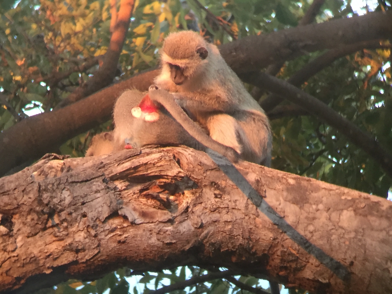 [19815] 2016_06_28_07_08_55_Africa_iPhone_6_IMG_8463_03344.jpg