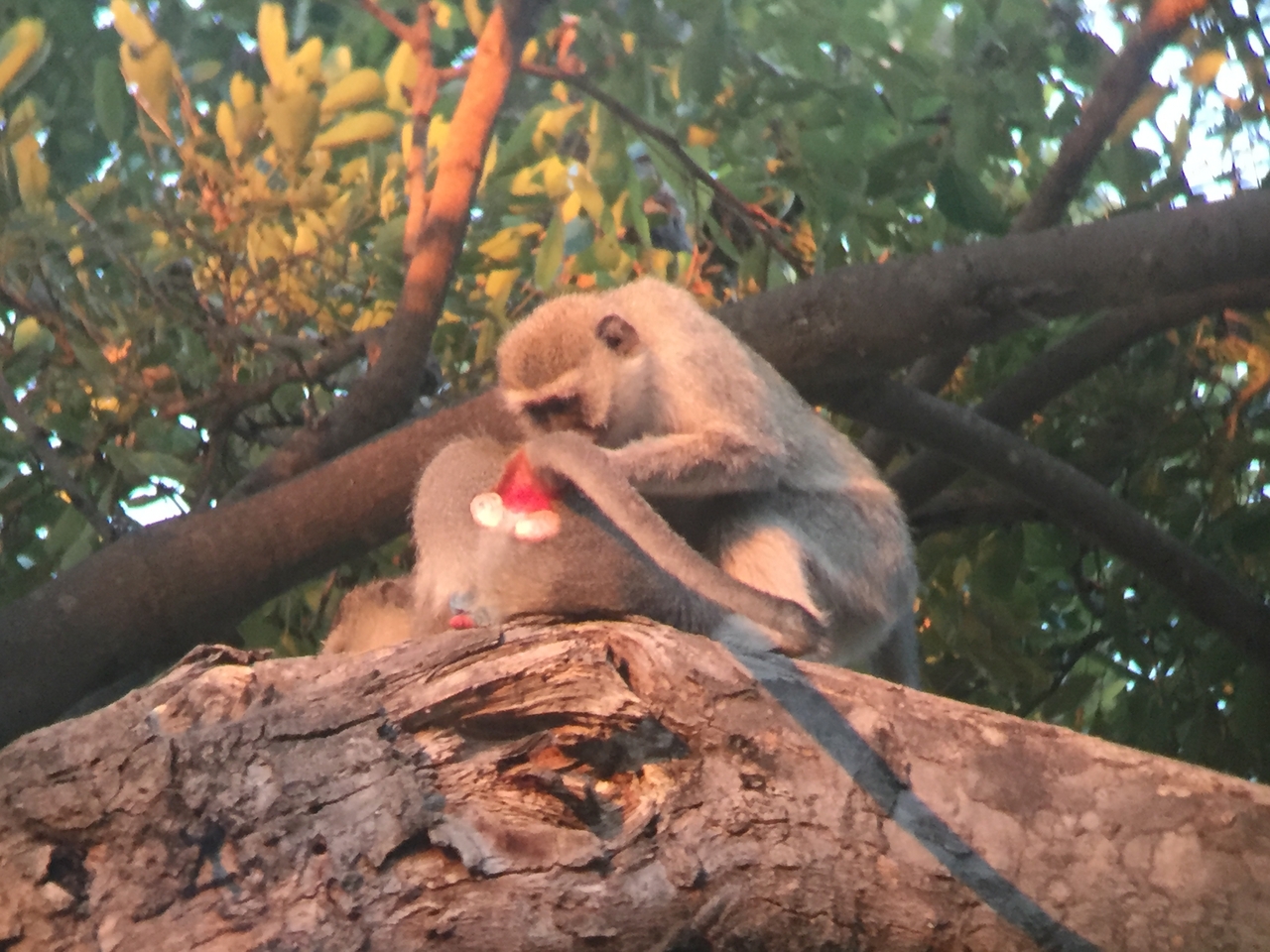 [19816] 2016_06_28_07_08_58_Africa_iPhone_6_IMG_8464_00422.jpg