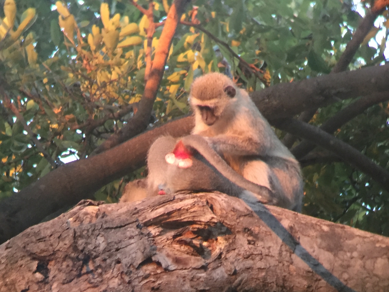 [19821] 2016_06_28_07_08_59_Africa_iPhone_6_IMG_8465_03346.jpg