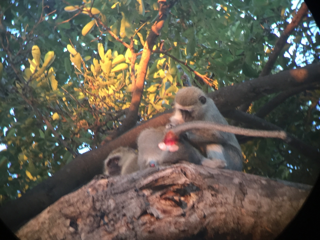 [19823] 2016_06_28_07_10_26_Africa_iPhone_6_IMG_8466_01006.jpg