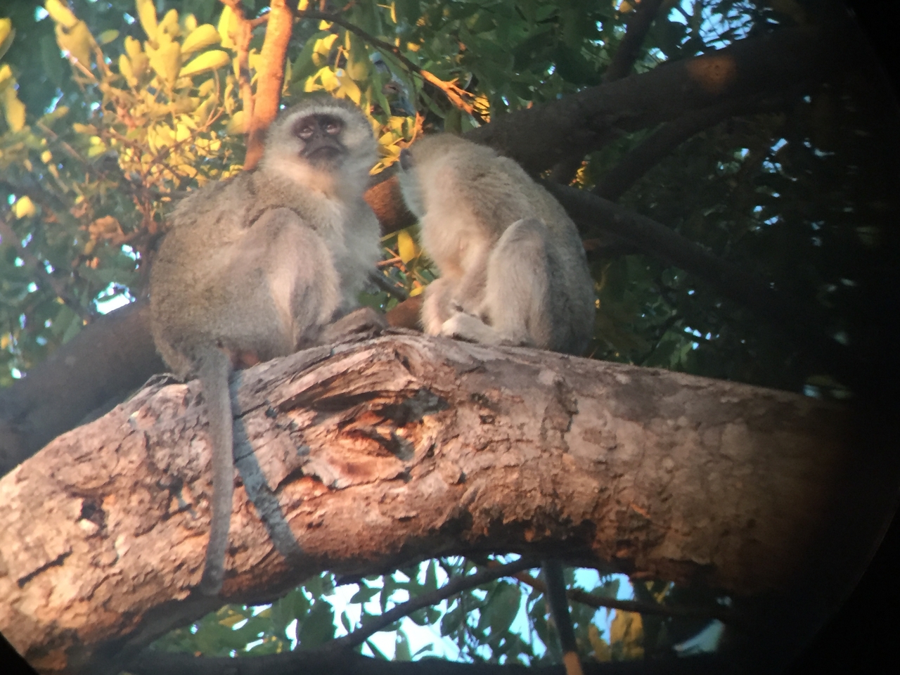 [19830] 2016_06_28_07_10_43_Africa_iPhone_6_IMG_8468_03349.jpg