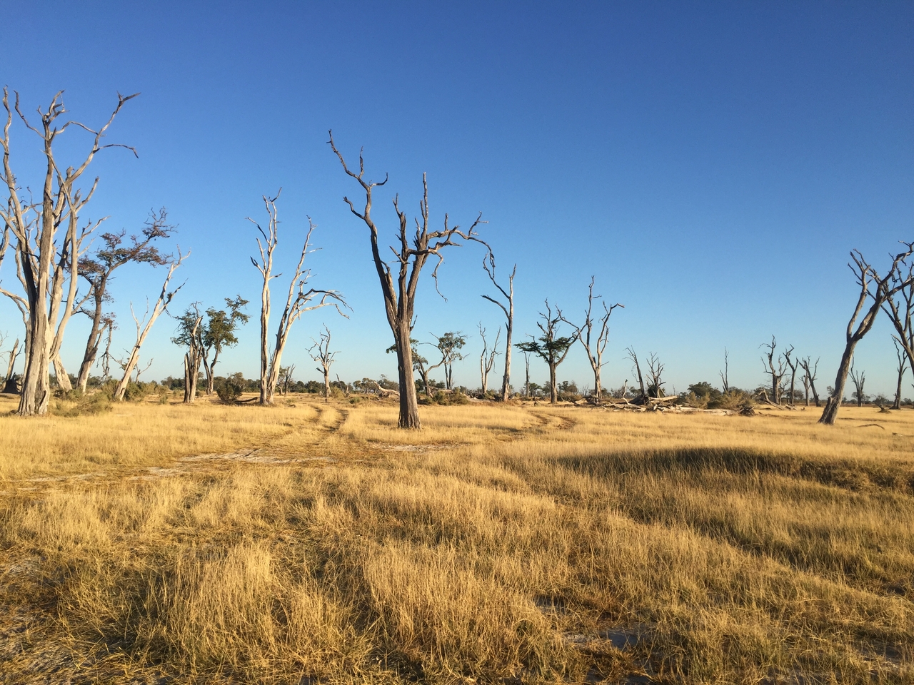 [19844] 2016_06_28_07_44_27_Africa_iPhone_6_IMG_8471_01011.jpg