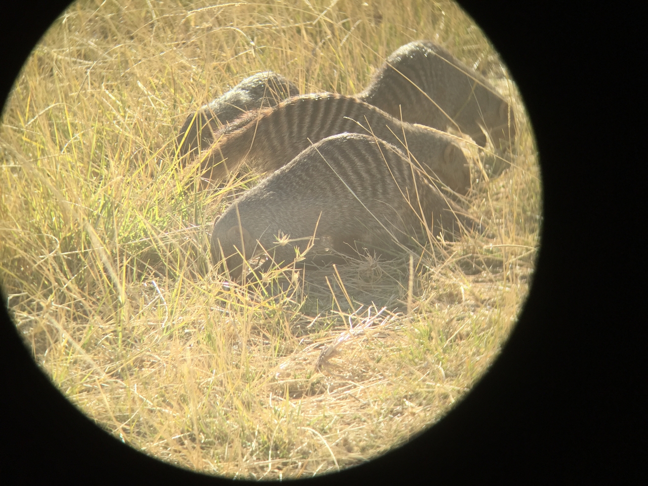 [19898] 2016_06_28_08_48_19_Africa_iPhone_6_IMG_8488_03369.jpg