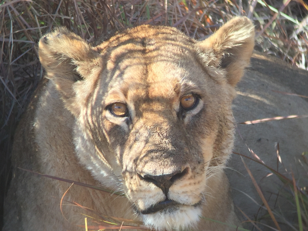 [19926] 2016_06_28_10_03_55_Africa_iPhone_6_IMG_8492_00450.jpg