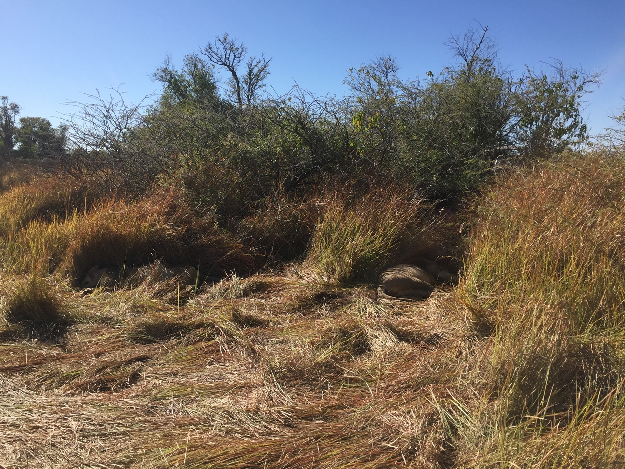 [19943] 2016_06_28_10_15_57_Africa_iPhone_6_IMG_8497_03378.jpg