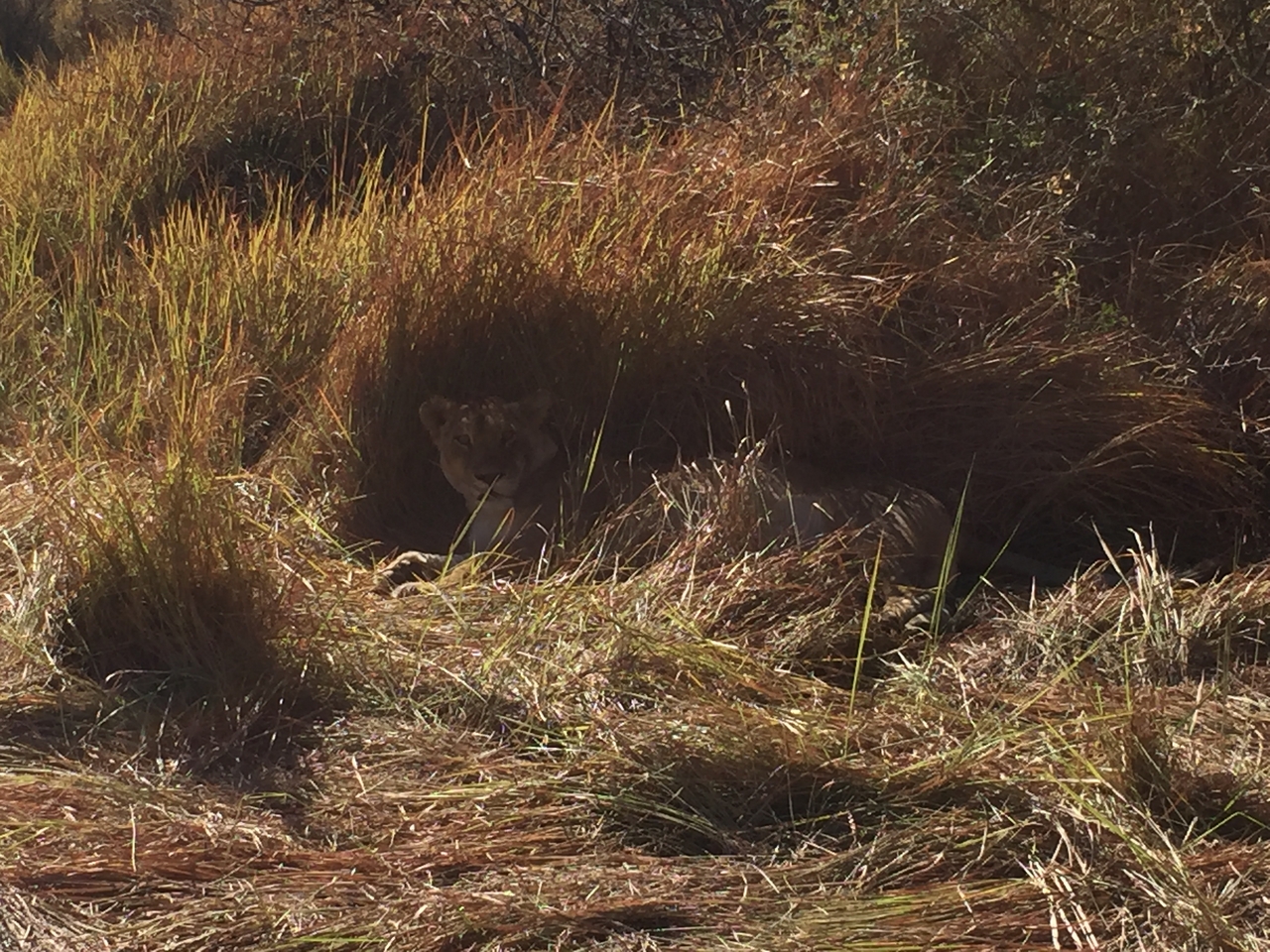 [19944] 2016_06_28_10_16_01_Africa_iPhone_6_IMG_8498_00456.jpg