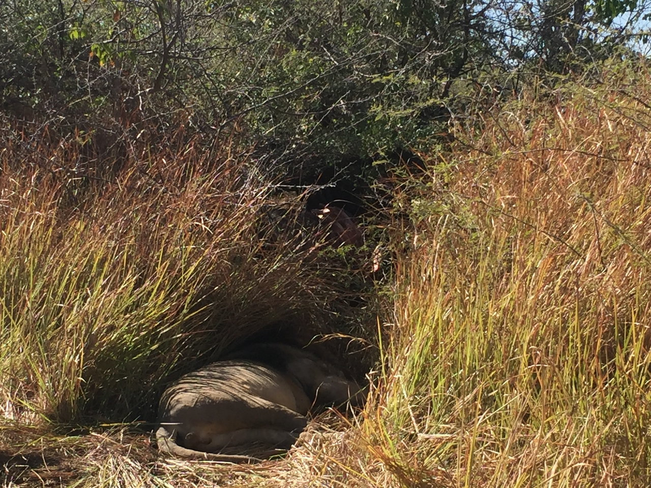 [19949] 2016_06_28_10_16_04_Africa_iPhone_6_IMG_8499_03380.jpg