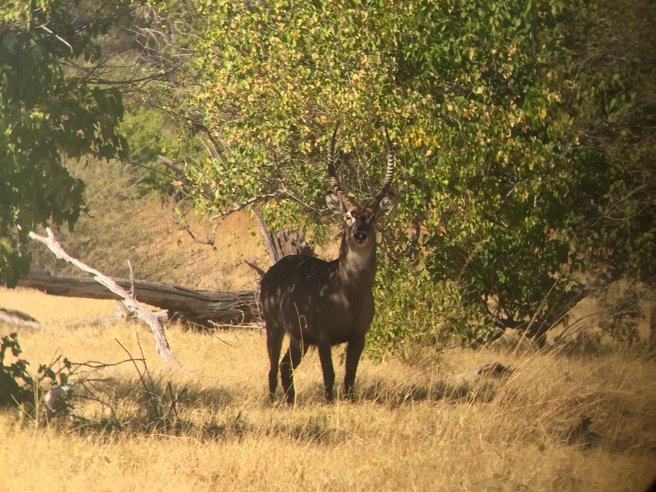 [20060] 2016_06_28_11_09_18_Africa_iPhone_6_IMG_8513_03390.jpg