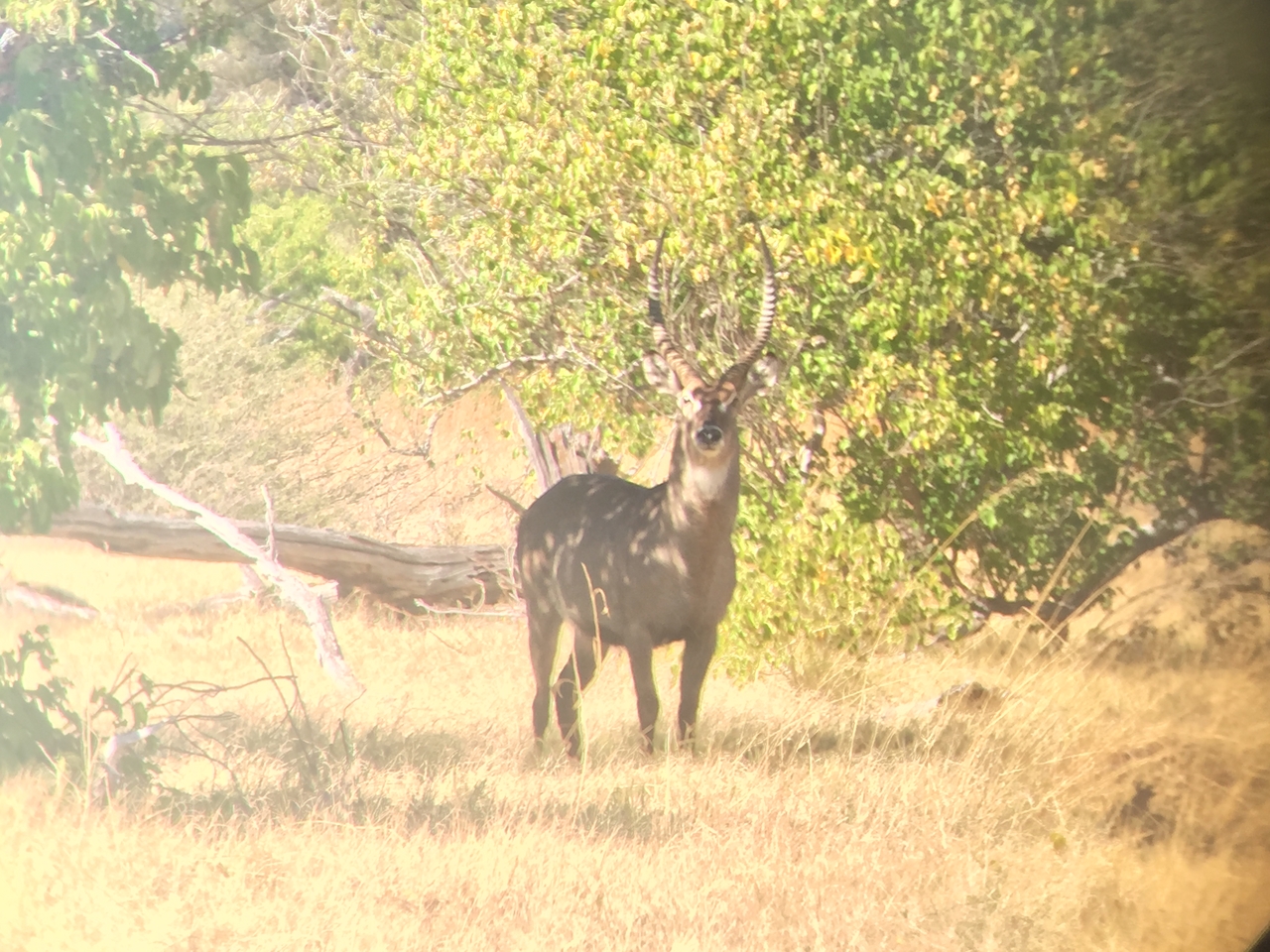 [20061] 2016_06_28_11_09_31_Africa_iPhone_6_IMG_8514_00468.jpg