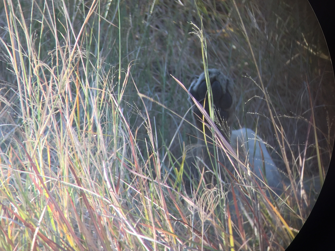 [20406] 2016_06_28_16_50_09_Africa_iPhone_6_IMG_8532_01064.jpg