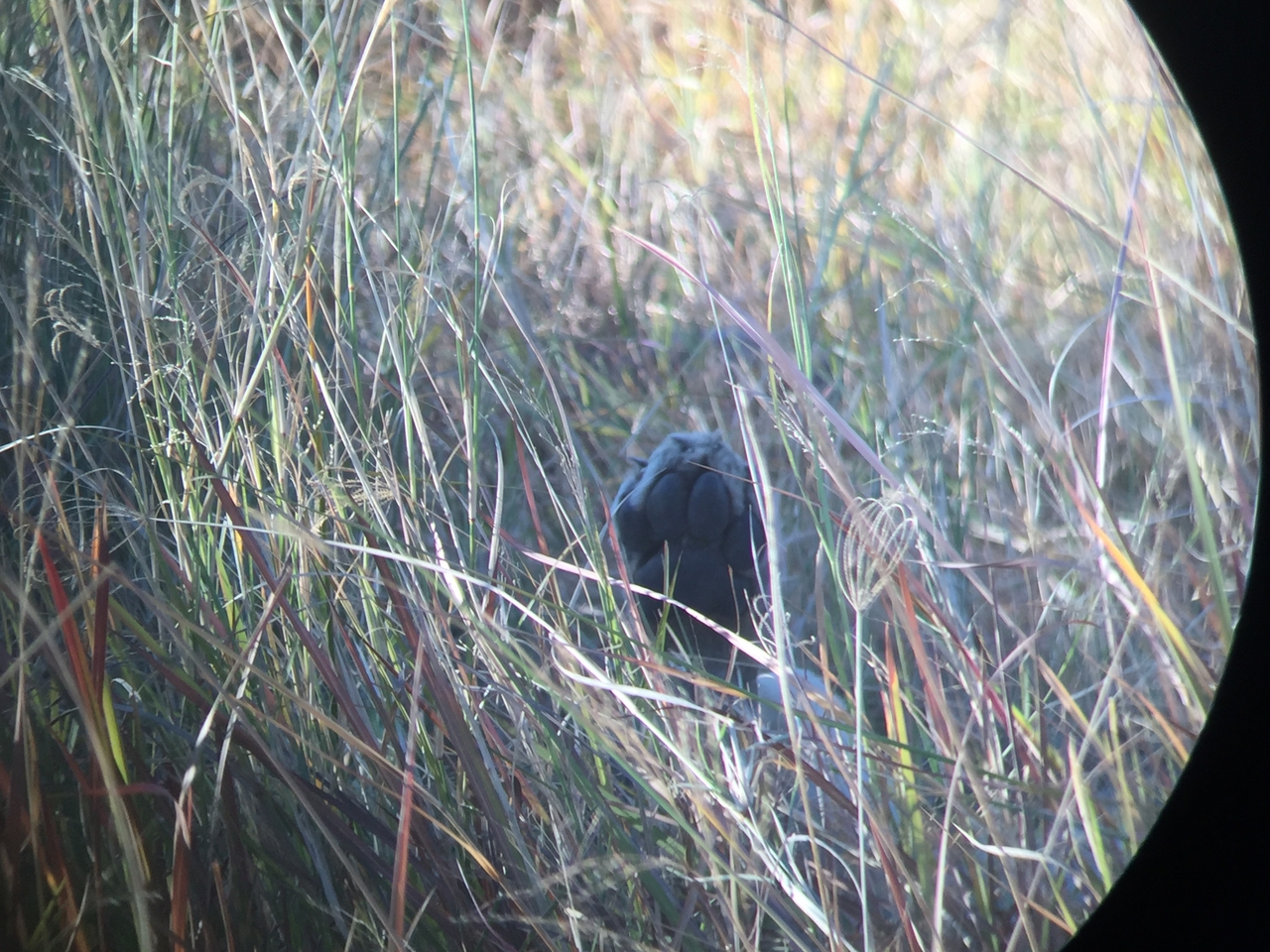 [20411] 2016_06_28_16_52_05_Africa_iPhone_6_IMG_8534_00484.jpg