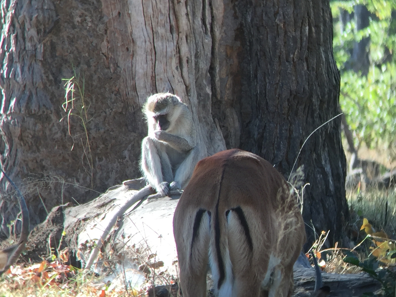 [21441] 2016_06_29_09_07_34_Africa_iPhone_6_IMG_8555_00504.jpg