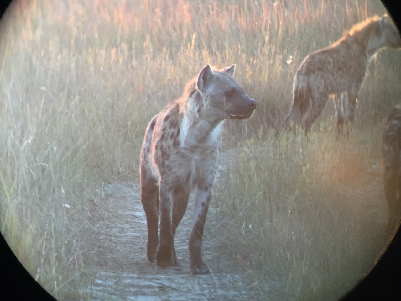 [22224] 2016_06_29_17_48_13_Africa_iPhone_6_IMG_8564_00510.jpg