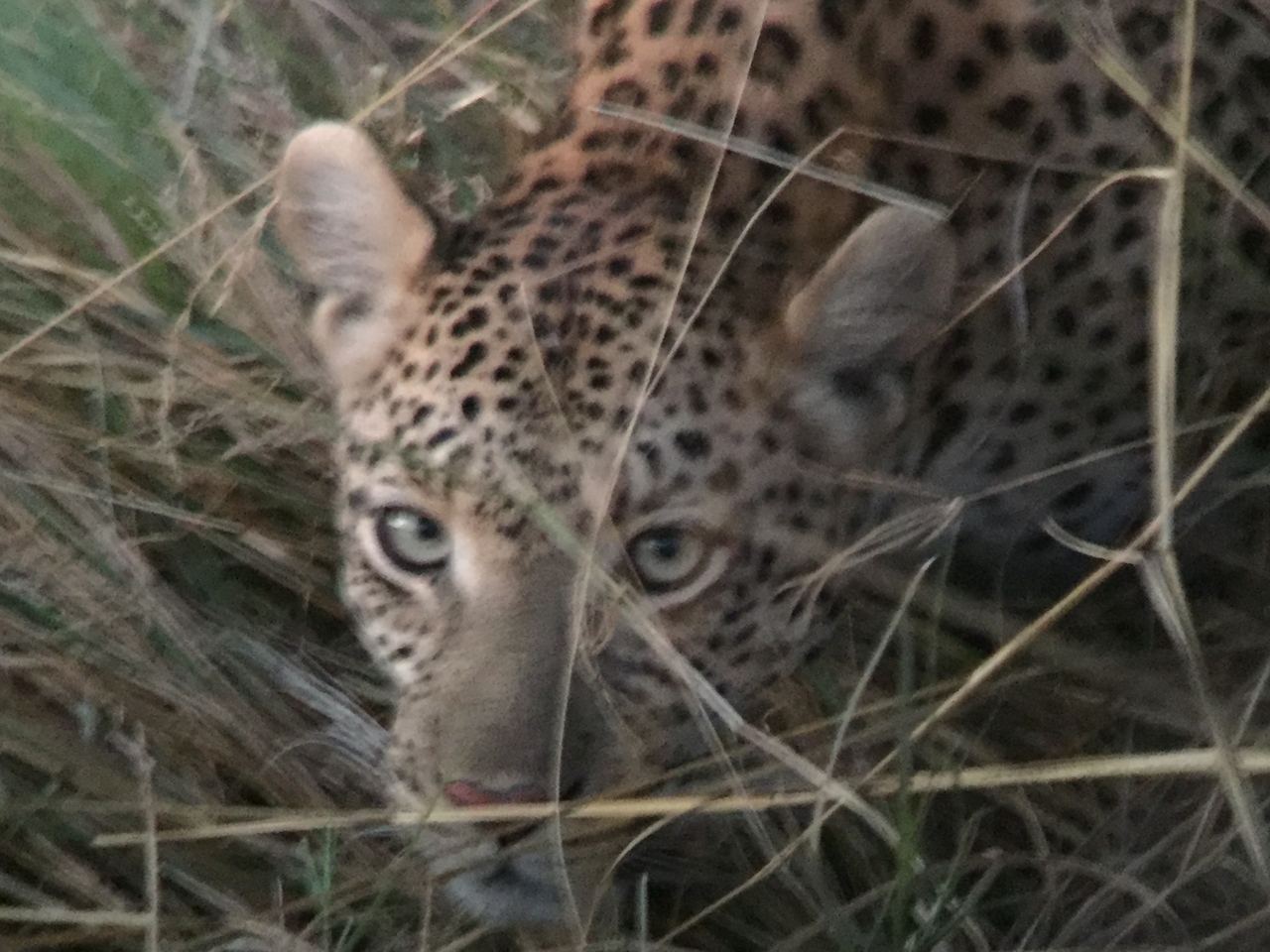 [22248] 2016_06_29_18_13_17_Africa_iPhone_6_IMG_8571_00516.jpg