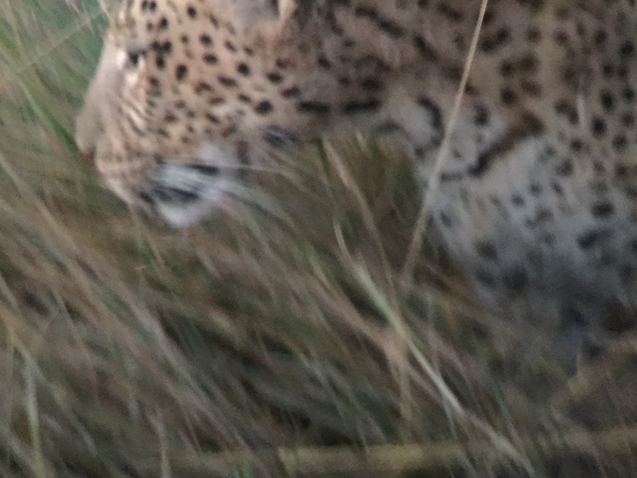 [22251] 2016_06_29_18_13_19_Africa_iPhone_6_IMG_8572_00517.jpg