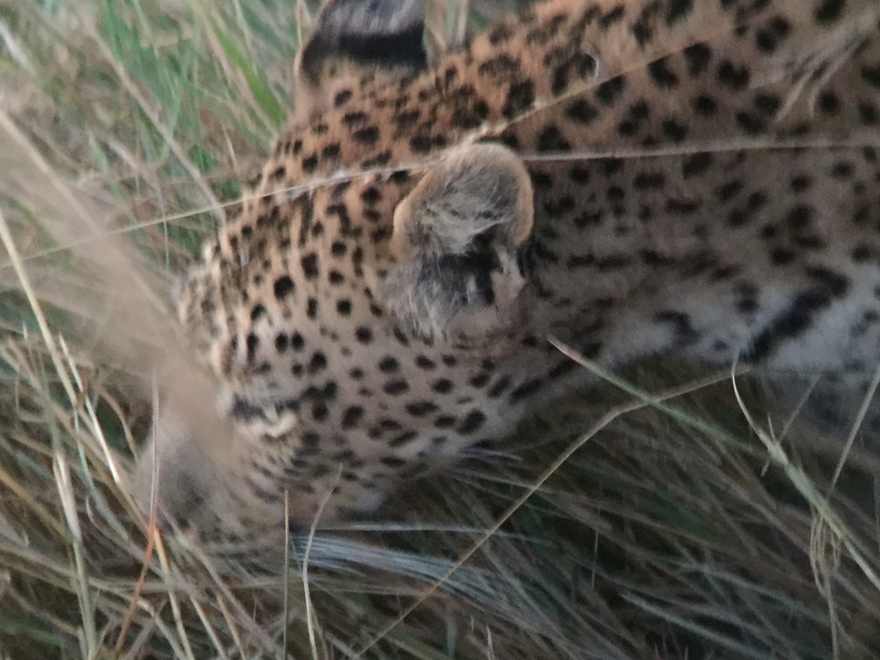 [22254] 2016_06_29_18_13_25_Africa_iPhone_6_IMG_8573_00518.jpg