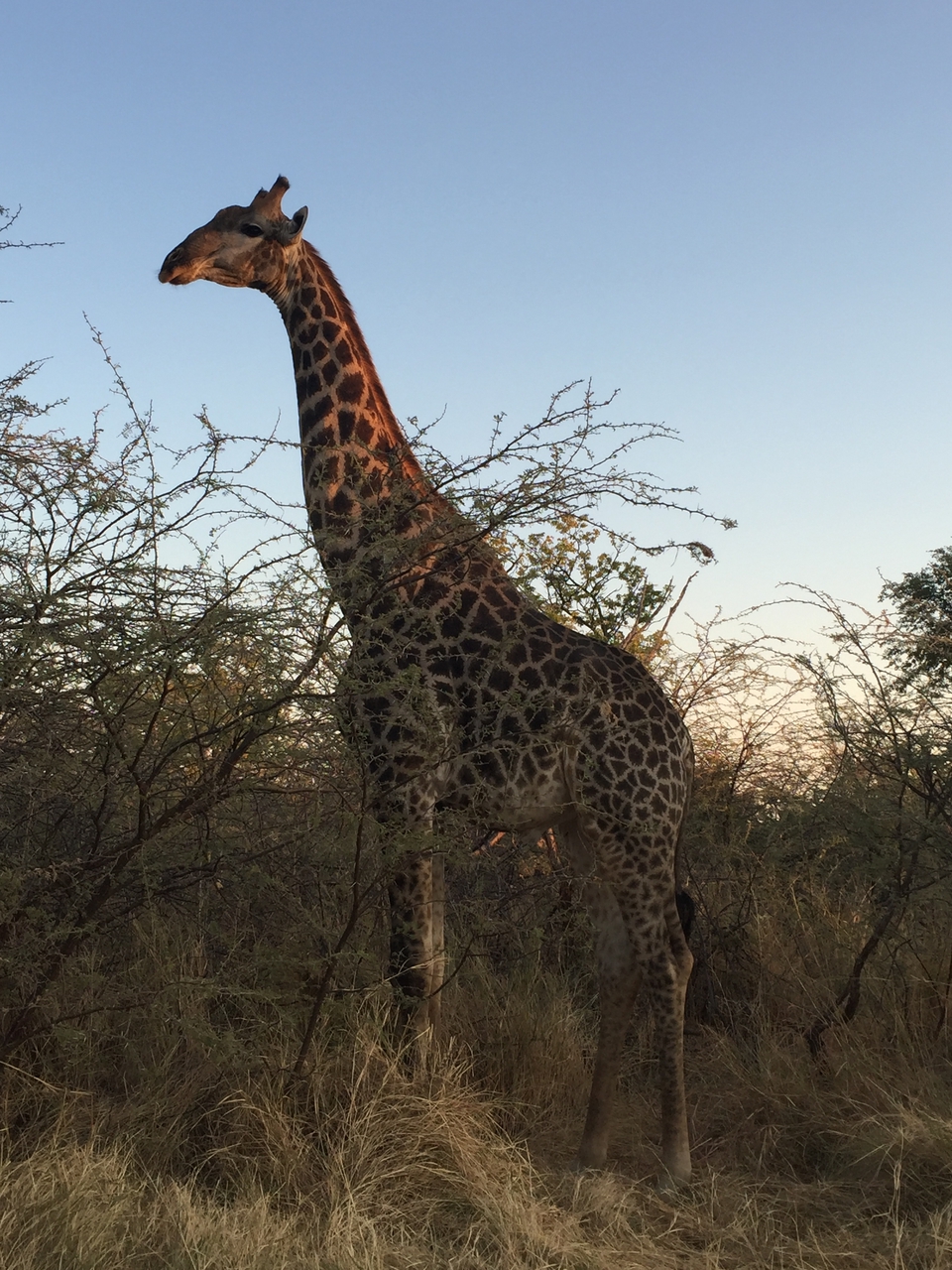 [24626] 2016_06_30_07_20_30_Africa_iPhone_6_IMG_8579_03447.jpg