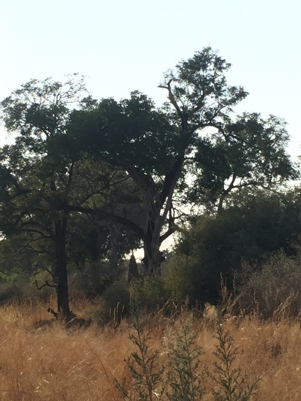 [26918] 2016_07_01_08_25_58_Africa_iPhone_6_IMG_8632_01151.jpg