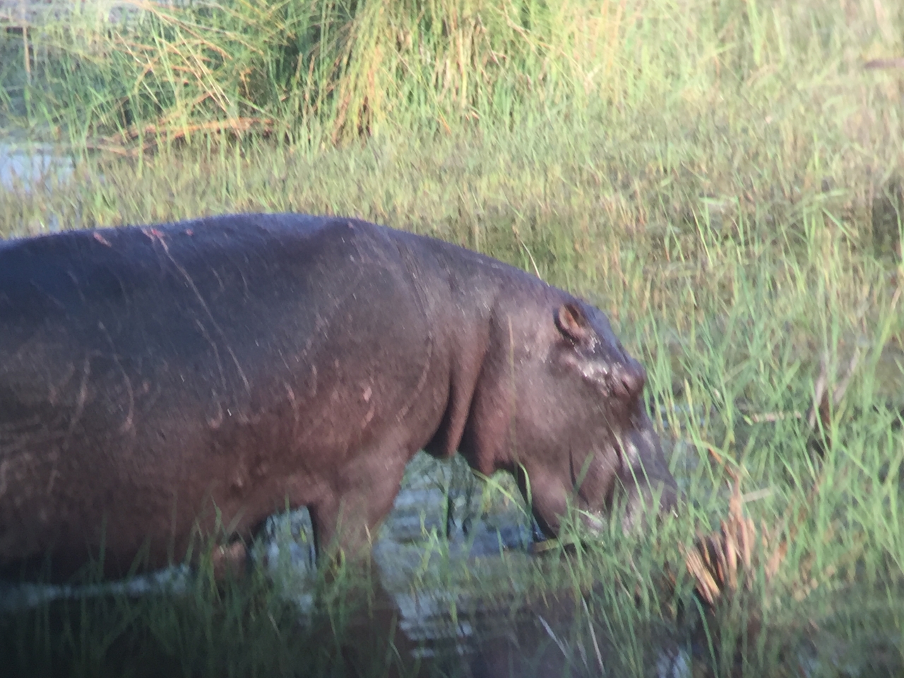 [27934] 2016_07_02_08_42_09_Africa_iPhone_6_IMG_8724_01230.jpg