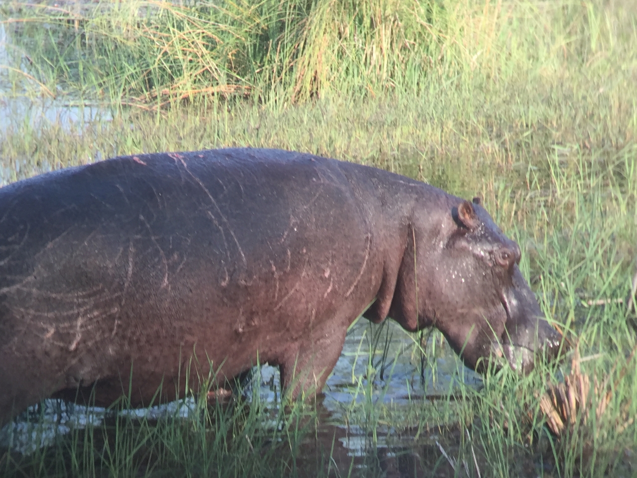 [27940] 2016_07_02_08_42_21_Africa_iPhone_6_IMG_8725_01231.jpg