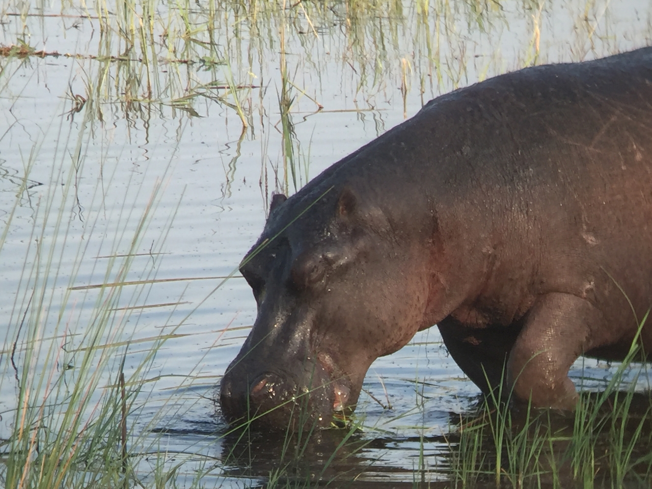 [27994] 2016_07_02_08_45_28_Africa_iPhone_6_IMG_8743_01249.jpg