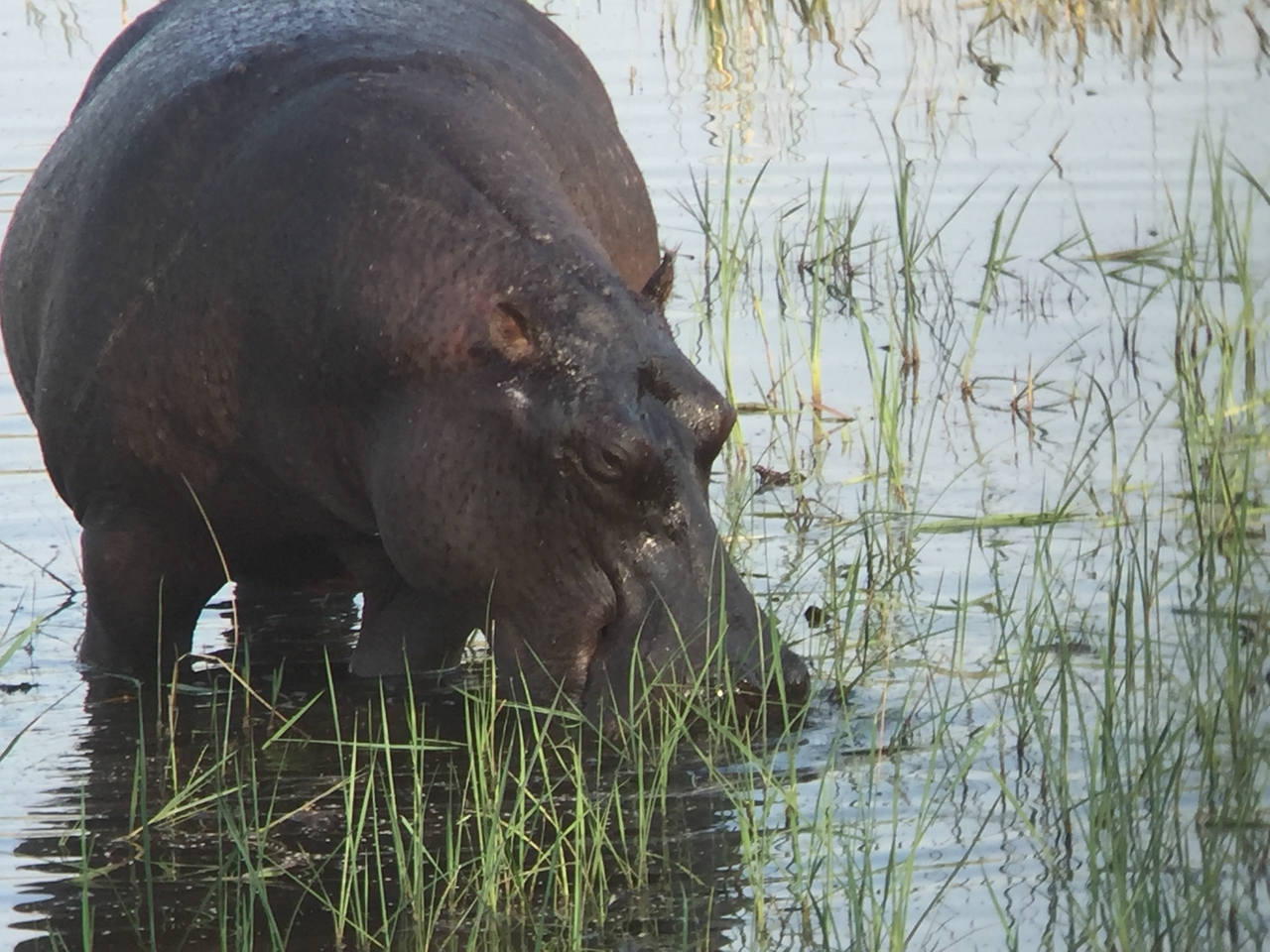 [28015] 2016_07_02_08_45_42_Africa_iPhone_6_IMG_8750_01256.jpg