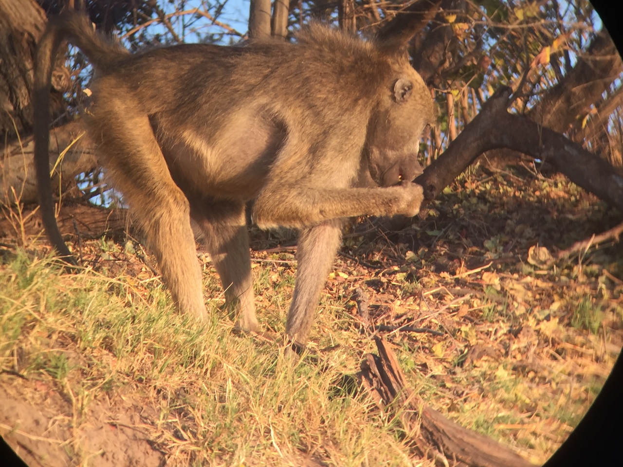 [34338] 2016_07_04_17_25_53_Africa_iPhone_6_IMG_9016_00009.jpg