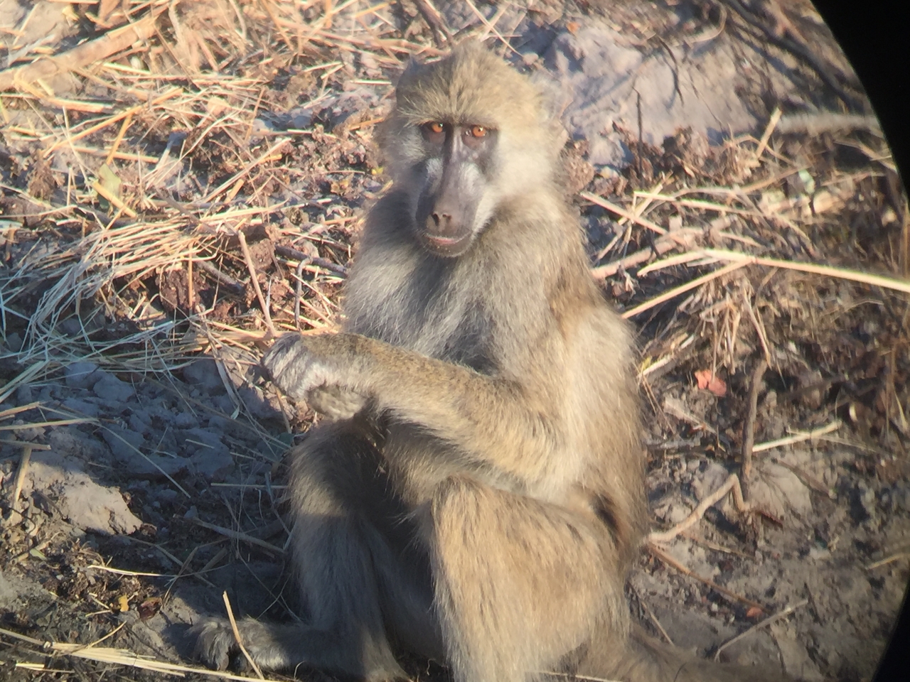 [34346] 2016_07_04_17_27_34_Africa_iPhone_6_IMG_9018_03804.jpg