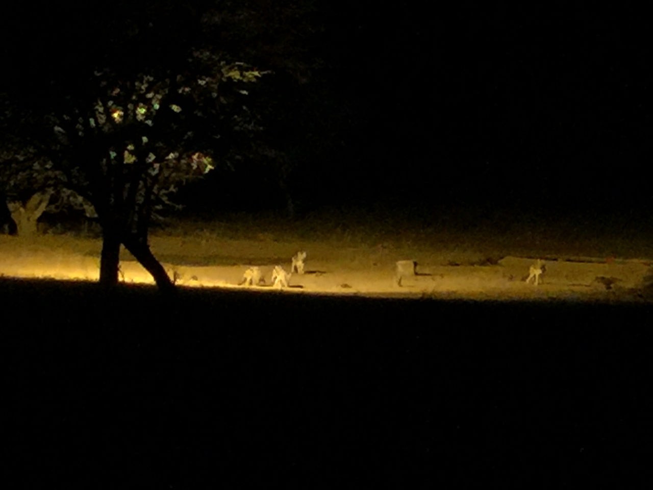 [426] 2016_06_21_21_11_12_Africa_iPhone_6_Plus_IMG_3404_06679.jpg