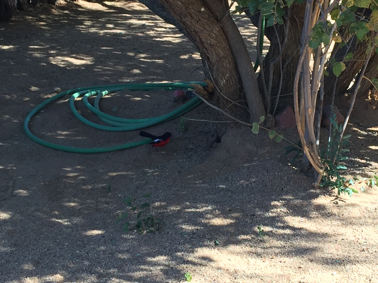 [3504] 2016_06_22_12_16_57_Africa_iPhone_6_Plus_IMG_3439_00129.jpg