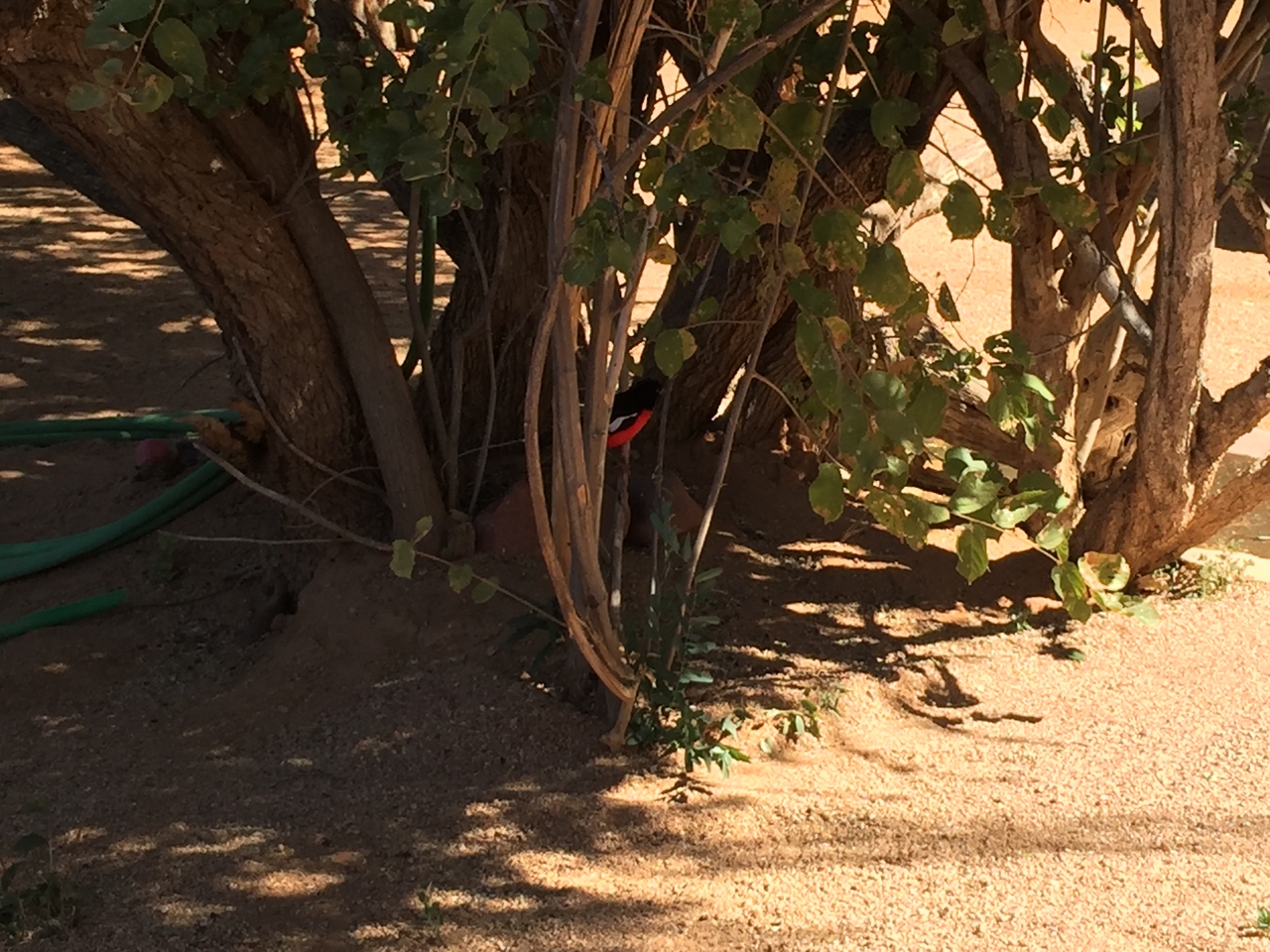 [3509] 2016_06_22_12_17_02_Africa_iPhone_6_Plus_IMG_3441_06715.jpg