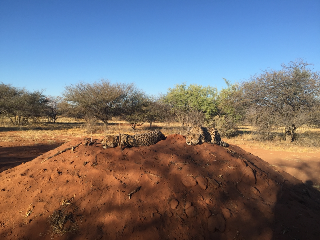[9363] 2016_06_23_16_14_55_Africa_iPhone_6_Plus_IMG_3541_06770.jpg