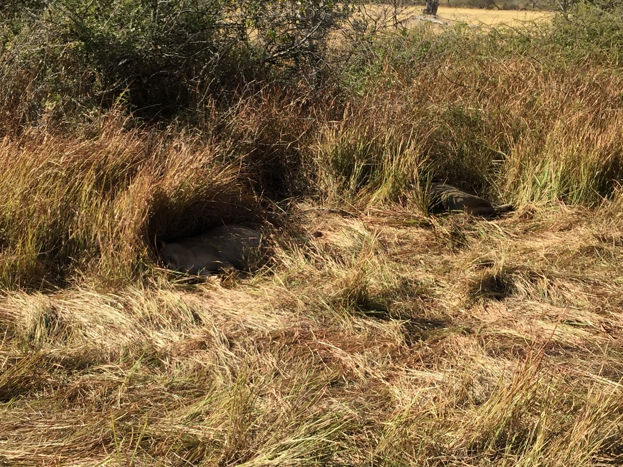 [19902] 2016_06_28_09_05_24_Africa_iPhone_6_Plus_IMG_3797_06961.jpg