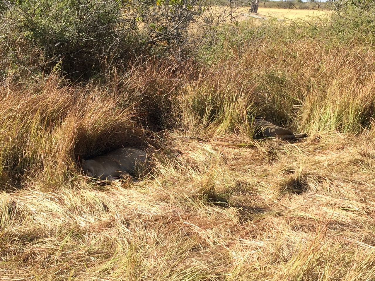 [19907] 2016_06_28_09_05_38_Africa_iPhone_6_Plus_IMG_3800_00380.jpg