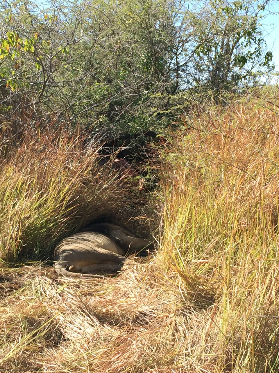 [19913] 2016_06_28_09_24_19_Africa_iPhone_6_Plus_IMG_3813_00383.jpg