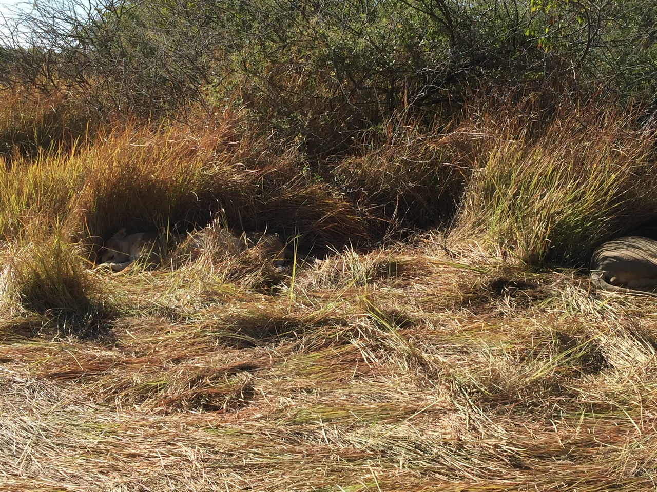 [19915] 2016_06_28_09_24_33_Africa_iPhone_6_Plus_IMG_3814_00384.jpg