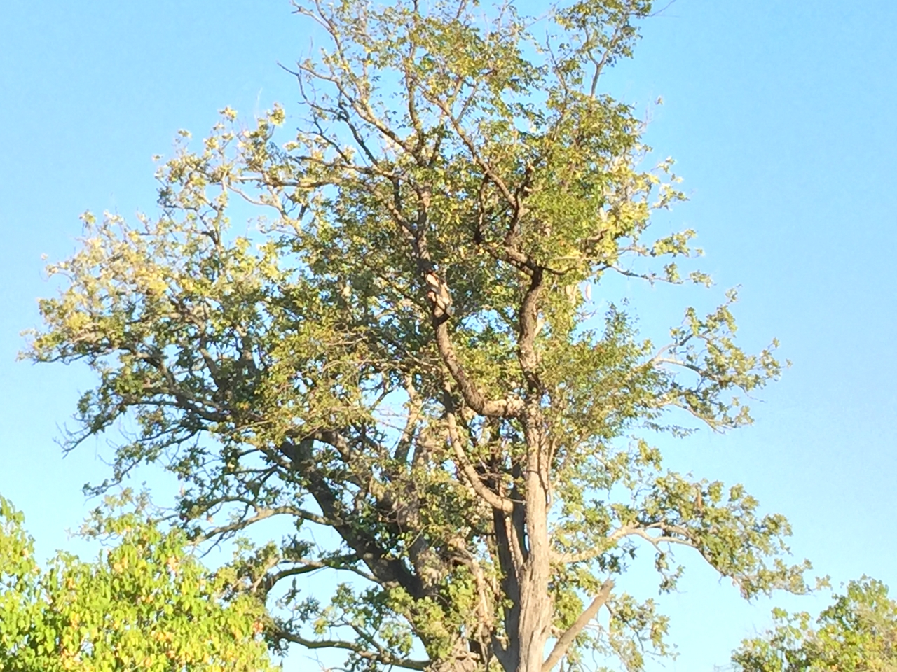 [22209] 2016_06_29_16_59_11_Africa_iPhone_6_Plus_IMG_3886_07013.jpg