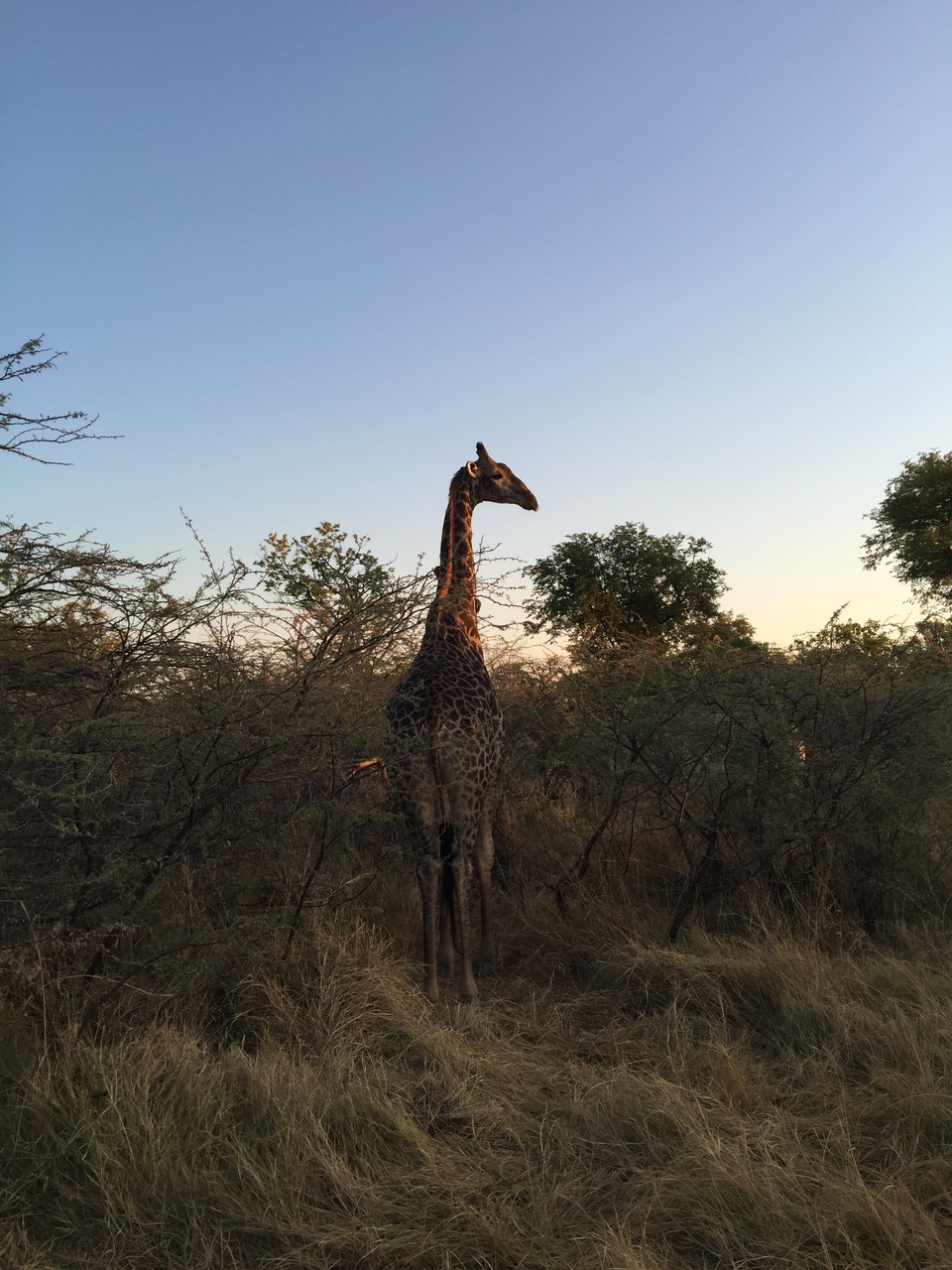 [24627] 2016_06_30_07_20_40_Africa_iPhone_6_Plus_IMG_3913_00439.jpg