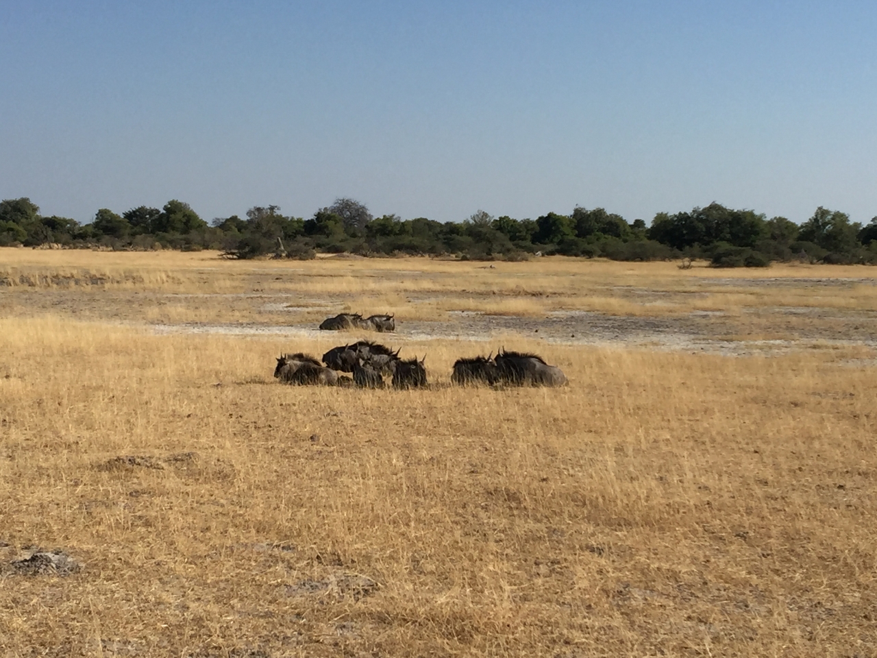 [24795] 2016_06_30_09_26_27_Africa_iPhone_6_Plus_IMG_3929_07027.jpg