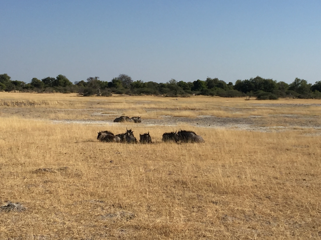 [24796] 2016_06_30_09_26_28_Africa_iPhone_6_Plus_IMG_3930_00444.jpg